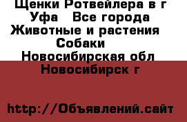 Щенки Ротвейлера в г.Уфа - Все города Животные и растения » Собаки   . Новосибирская обл.,Новосибирск г.